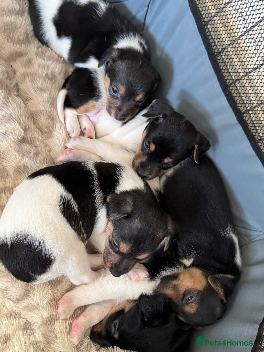 Jack Russell dogs for sale: 🌟Tri-coloured Mini Jack Russells🌟 - Advert 7