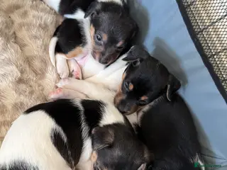 Jack Russell dogs 🌟Tri-coloured Mini Jack Russells🌟 - Advert 4