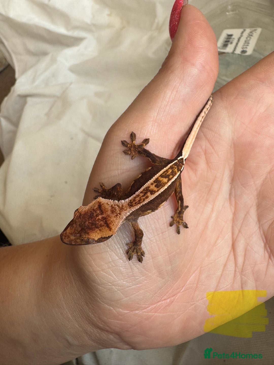 Gecko reptiles for sale: Baby crested geckos  - Image 15