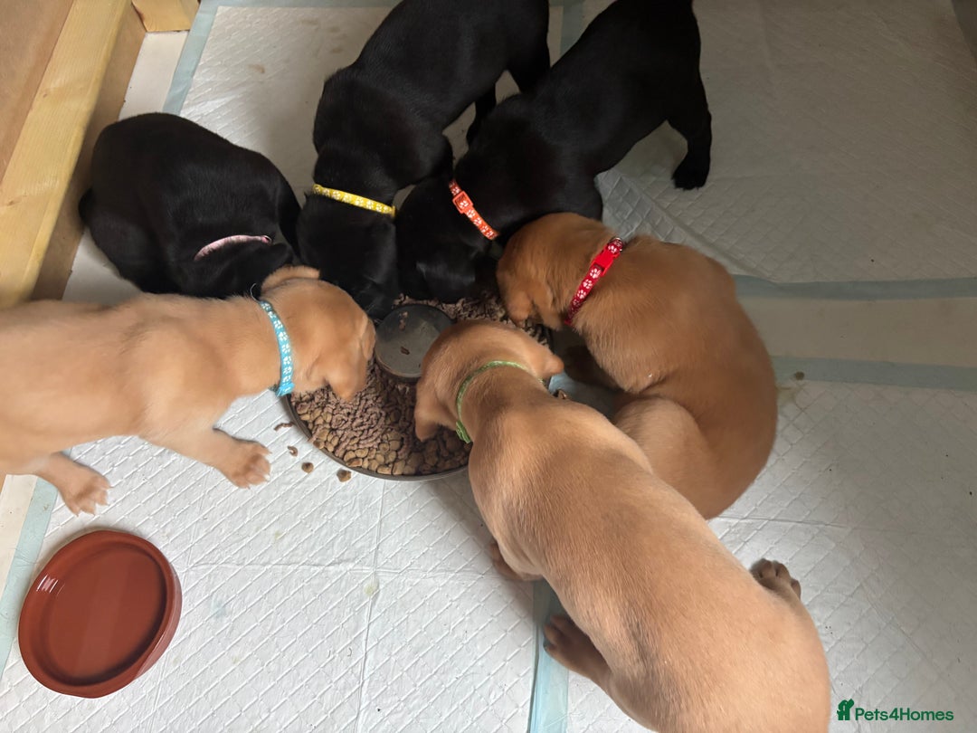 Labrador Retriever dogs for sale: KC registered Labrador retrievers for sale  - Image 20