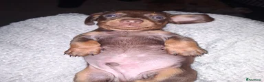 Rolo 