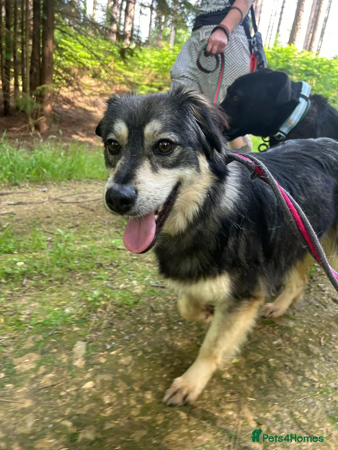 Mixed Breed dogs for adoption: Cherish - Norwich Norfolk  - Advert 2