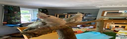 Cockatiels birds for sale: Hand reared Cockatiels  - Advert 4