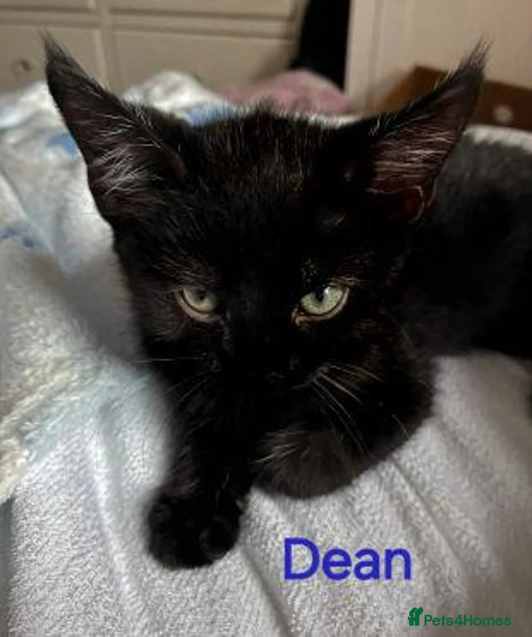 Mixed Breed cats for adoption: SAM, DEAN,CASTIEL, ROWENA, CHARLIE, NOVA - Advert 2