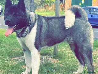Akita dogs American Akita Chunky Bears Ready - Advert 1