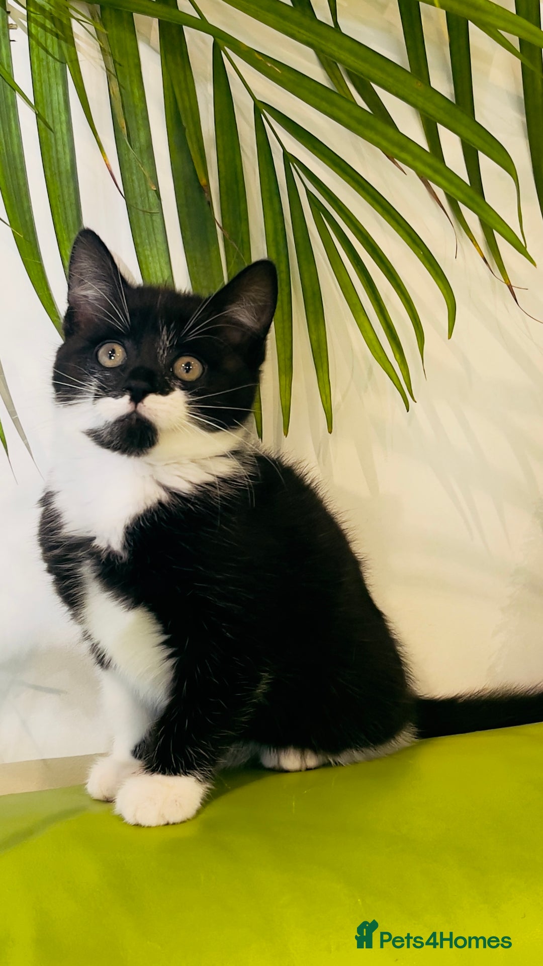 Mixed Breed cats for sale: Wonderful ,healthy clever village Kittens for sale - Advert 11