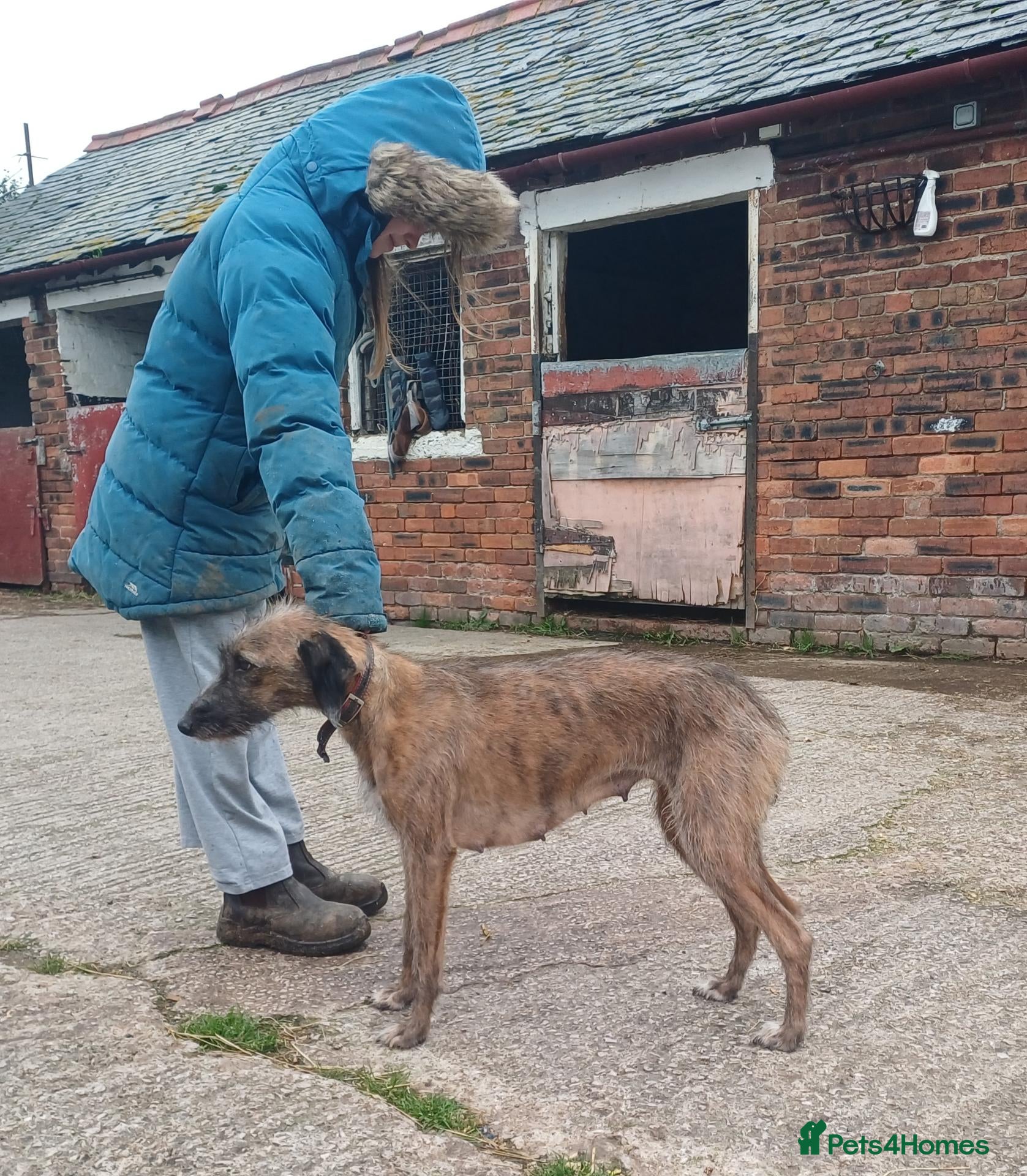 Mixed Breed dogs for sale: Bedlington whippet/Bedlington greyhound x whippet - Advert 1