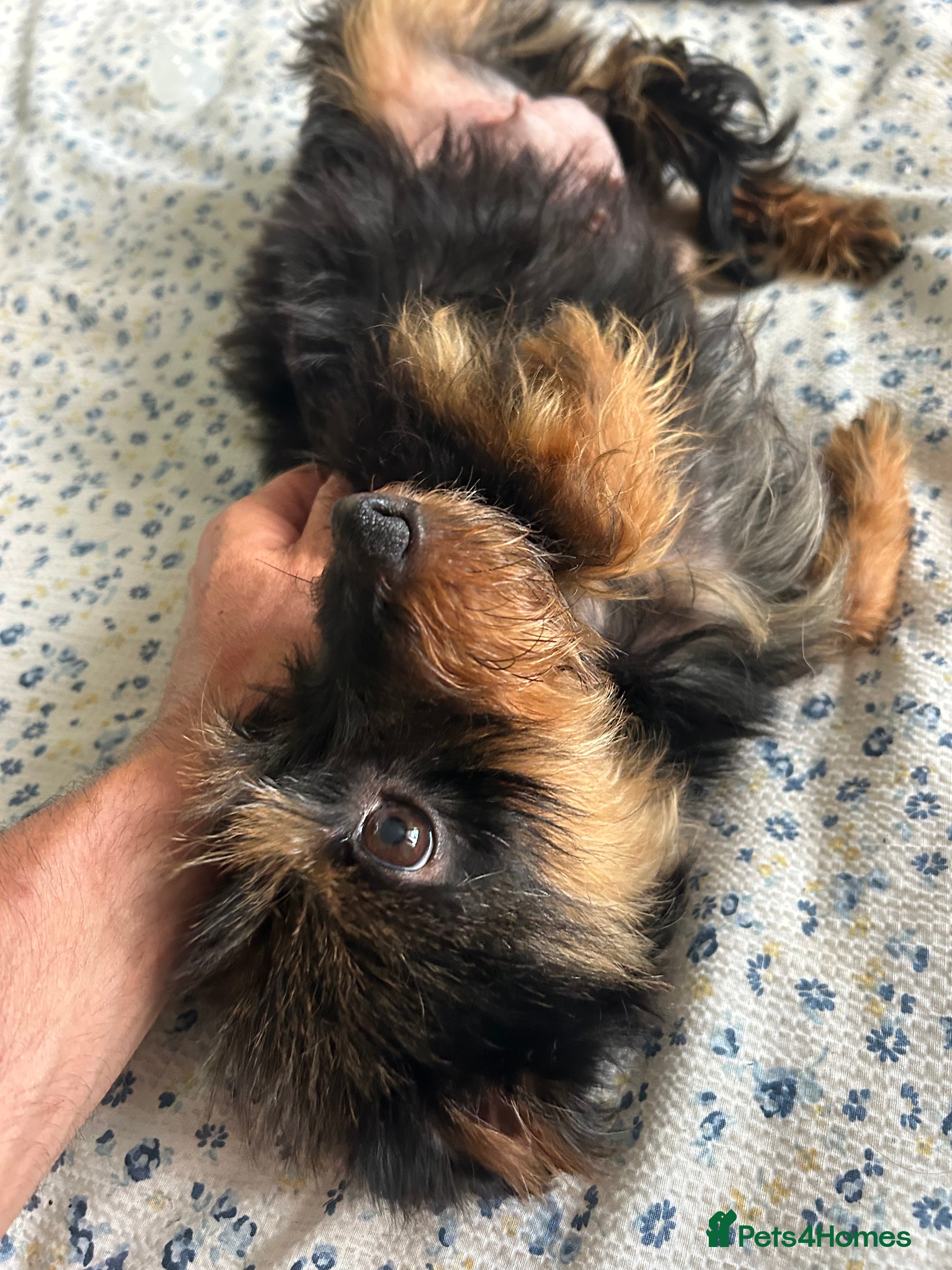 Mixed Breed dogs Jackapoo/Frenchie puppies  - Advert 18