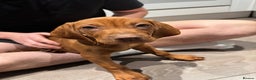 Hungarian Vizsla dogs for sale: 1 male KC registered Hungarian Vizla for sale  - Advert 8