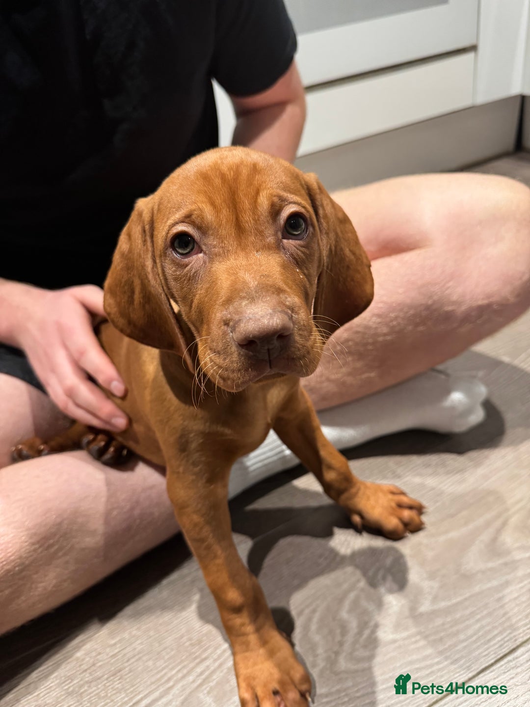 Hungarian Vizsla dogs for sale: 1 male KC registered Hungarian Vizla for sale  - Advert 8