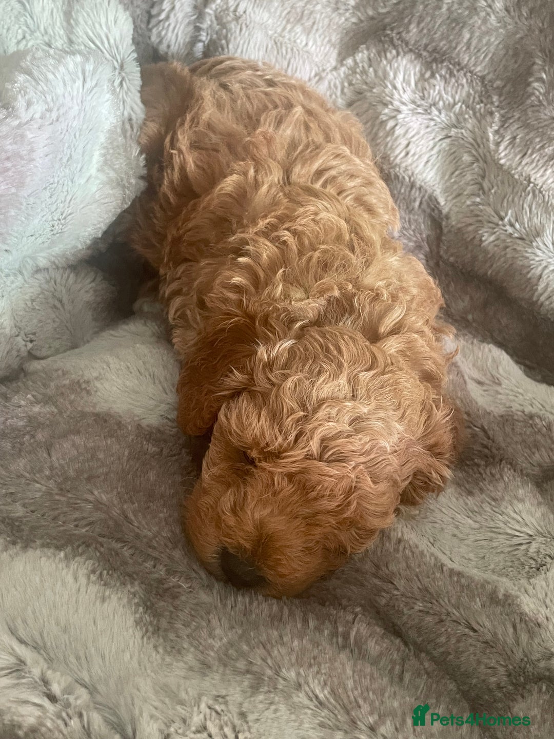 Toy Poodle dogs for sale: Toy poodle puppies  - Advert 33