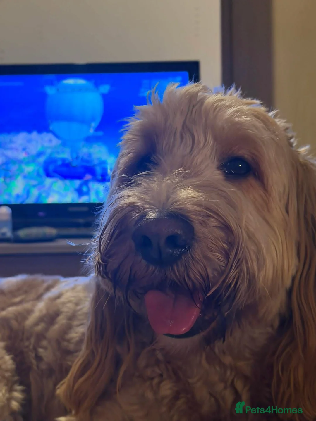 Mixed Breed dogs for sale: Australian Double Doodles Coming Soon - Advert 4