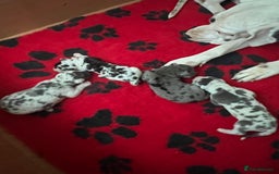Great Dane dogs for sale: Purebred Great Dane Puppies – European Bloodline  - Image 1