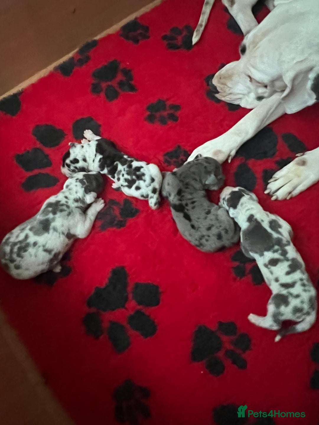 Great Dane dogs for sale: Purebred Great Dane Puppies – European Bloodline  - Image 1