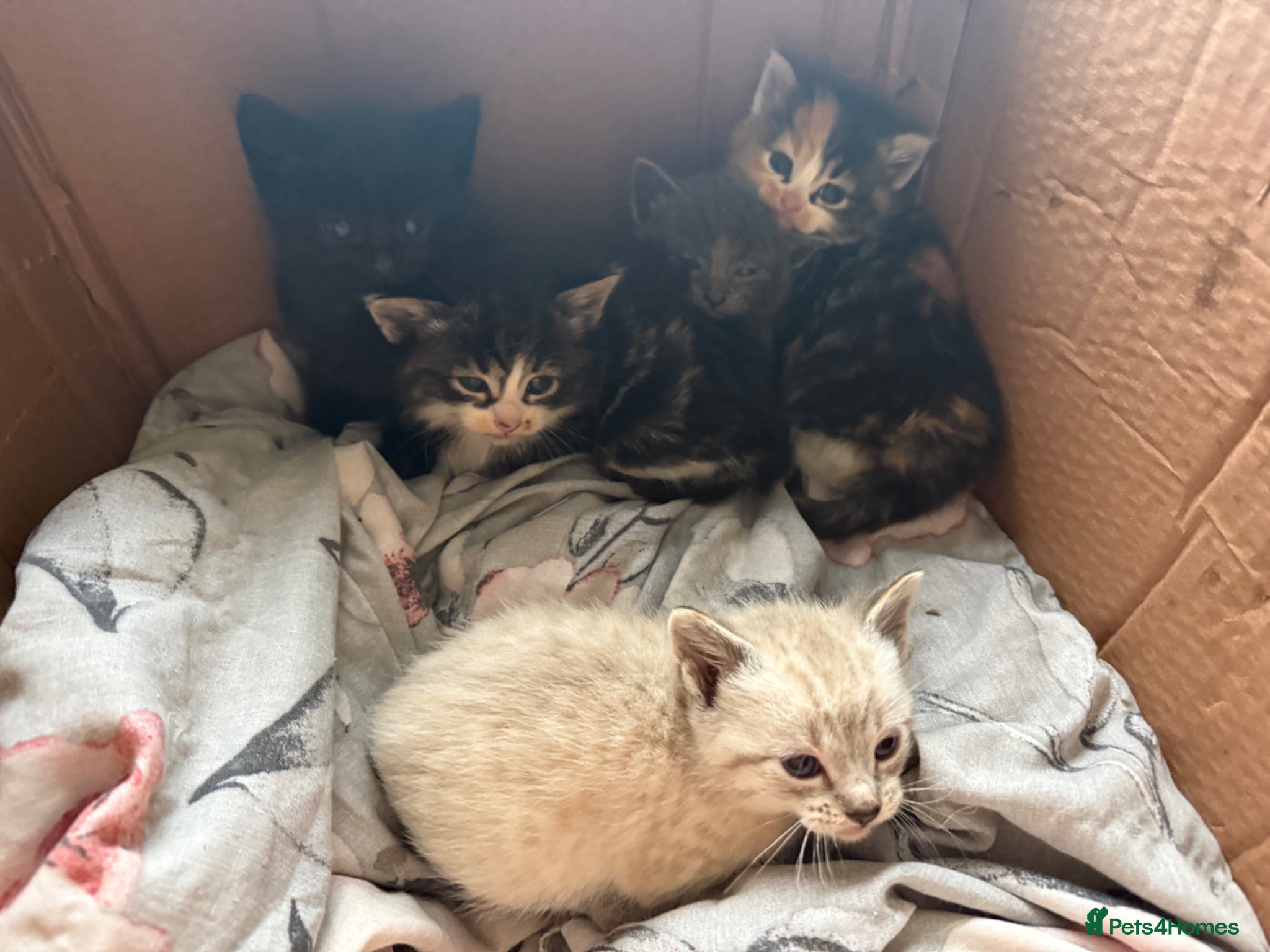 Mixed Breed cats Ragdoll x calico  - Advert 9