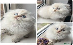 Scottish Fold cats for stud: Inter-champion SFLH straight male stud only  - Image 11