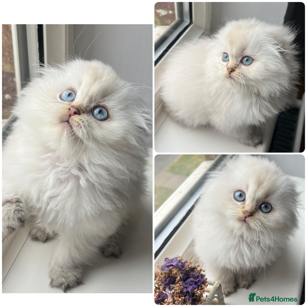 Scottish Fold cats for stud: Inter-champion SFLH straight male stud only  - Image 11