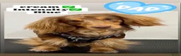 Miniature Dachshund dogs for sale: True miniature Kc dachshunds  - Advert 7