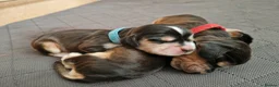 Cocker Spaniel dogs for sale: Show Cocker Spaniel Puppies- Champion Lineage🏆🐾 - Advert 11