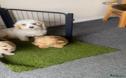 Cavachon dogs for sale: Cavavapoochon boy  - Image 12
