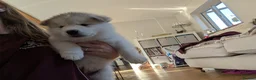 Alaskan Malamute dogs for sale: Alaskan Malamute Puppies – Loving Family Raised - Advert 5