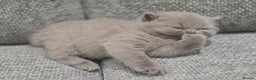British Shorthair cats for sale: Gorgeous Pure Breed British shorthair kittens  - Advert 10