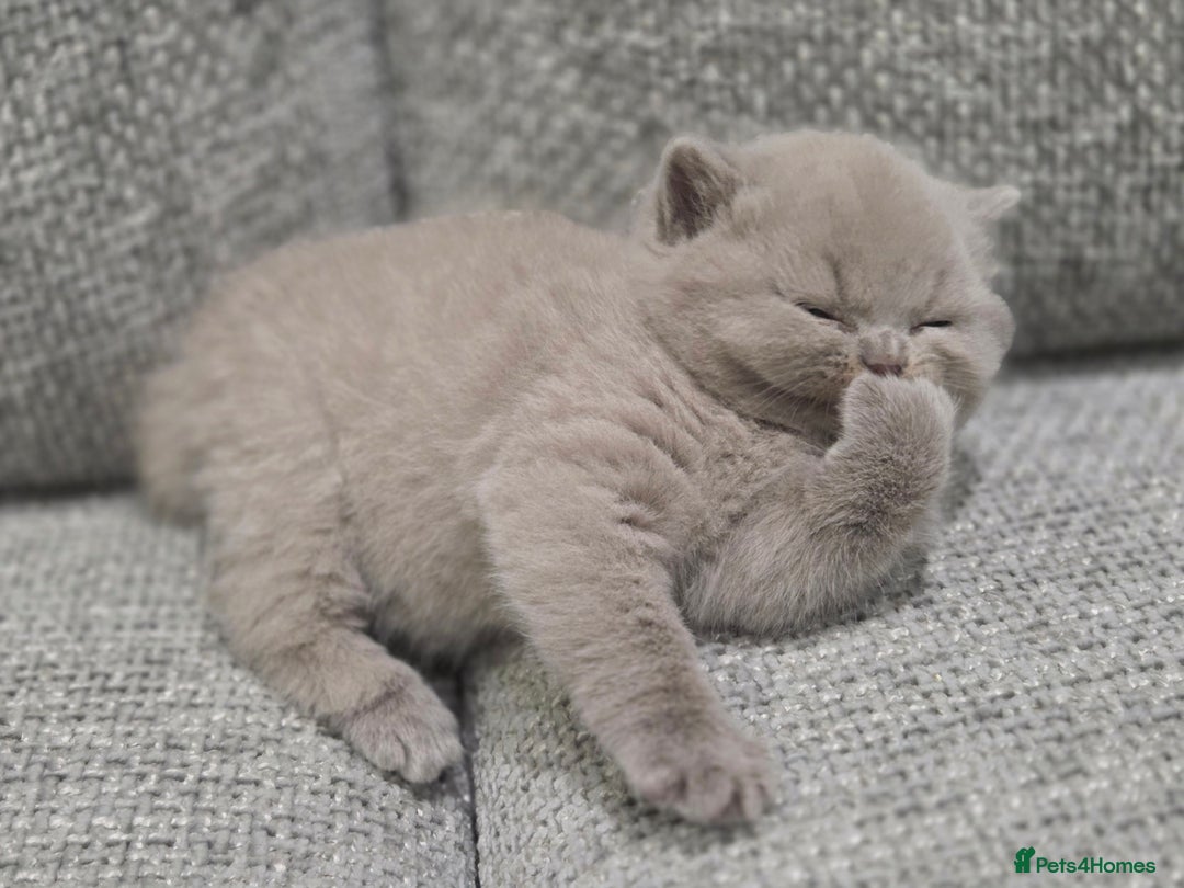 British Shorthair cats for sale: Gorgeous Pure Breed British shorthair kittens  - Advert 10