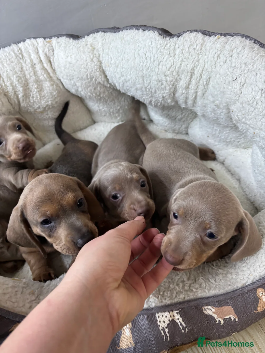 Dachshund dogs for sale: 4 beautiful Isabella and tan puppy’s  - Advert 7