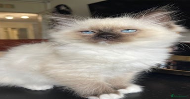 Ragdoll cats - Advert 16