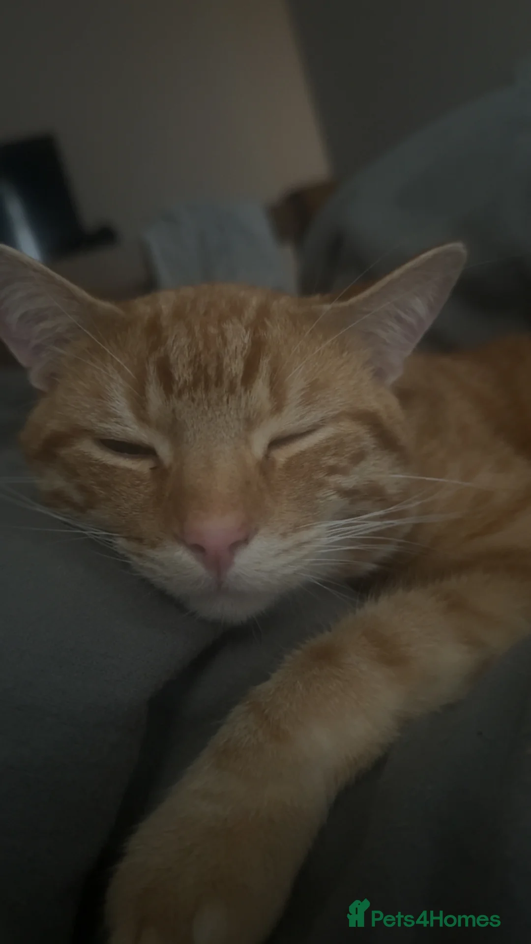 Mixed Breed cats for sale: Ginger male cat in Wantage - Advert 2