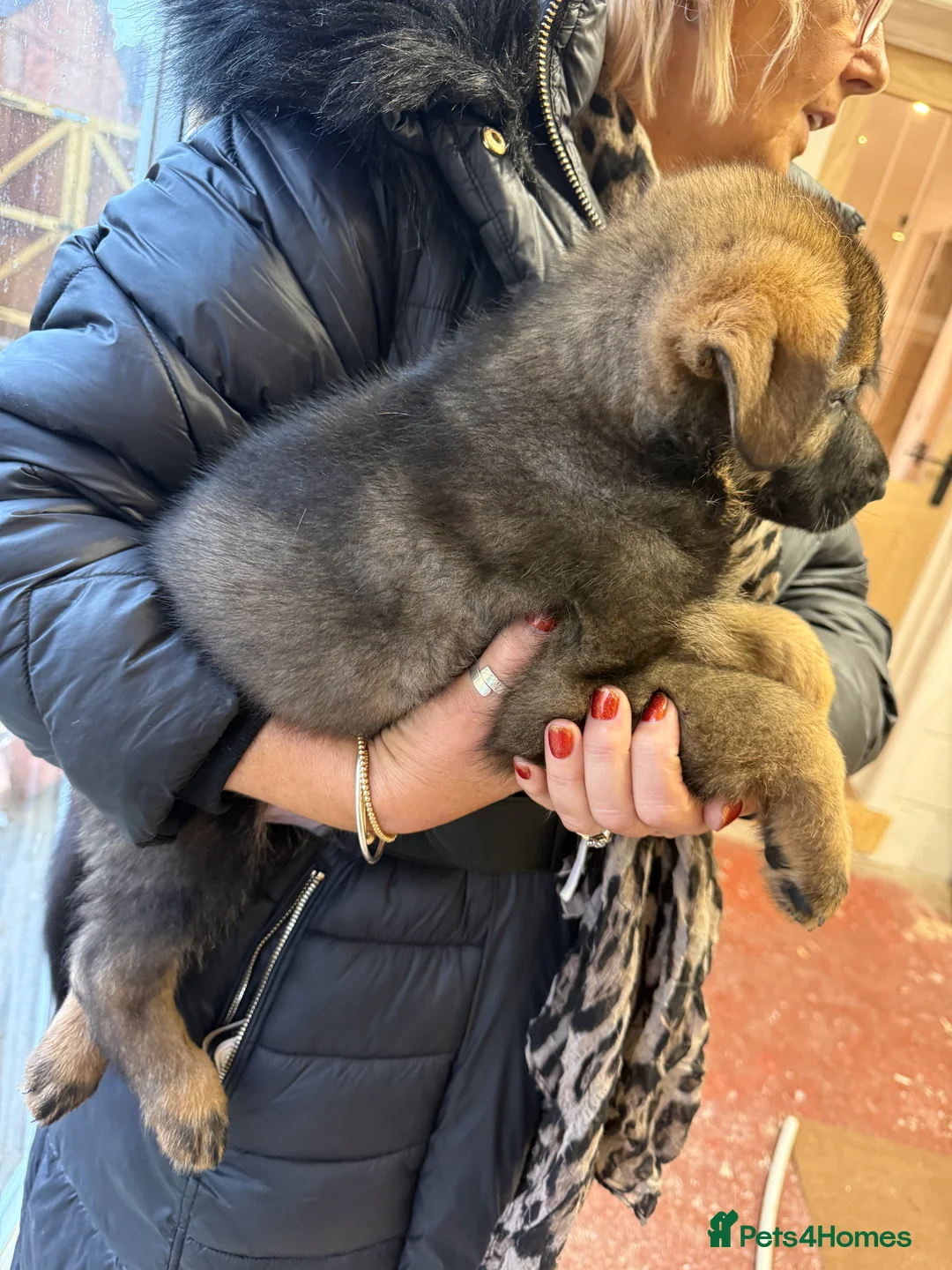 German Shepherd dogs for sale: Pedigree, Czech Line, Straight Back puppies - Advert 8