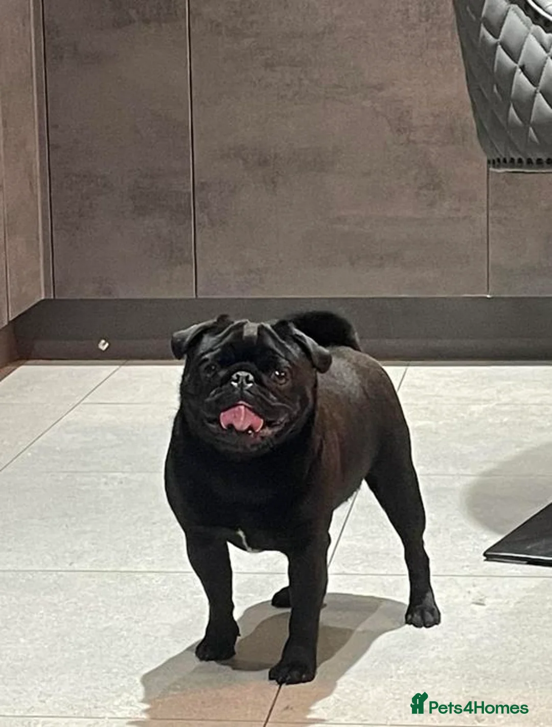 Pug dogs for stud: Health tested Boy in Tamworth - Advert 5