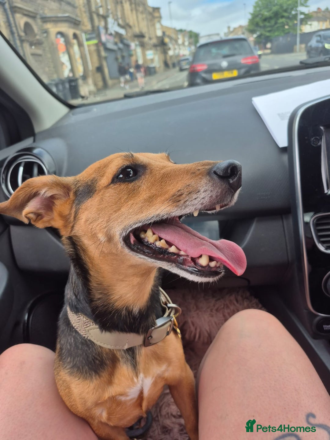 Mixed Breed dogs for sale: Needing to rehome  - Image 5