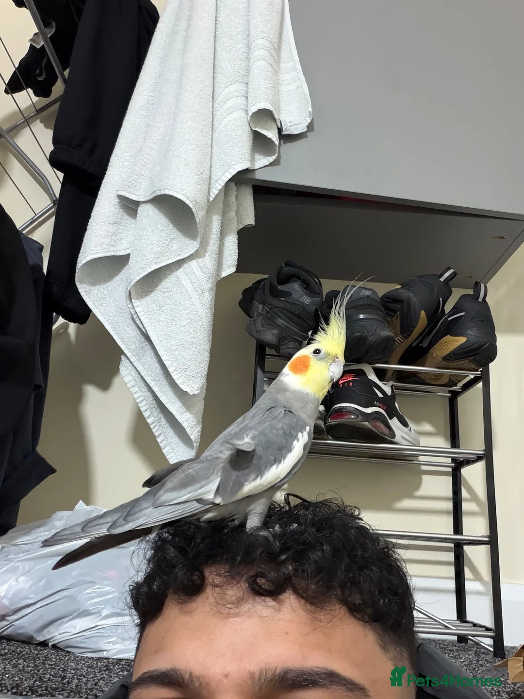 Cockatiels birds for sale: Two Beautiful Cockatiels for Sale – Lemon & Ozi 🦜 - Advert 1