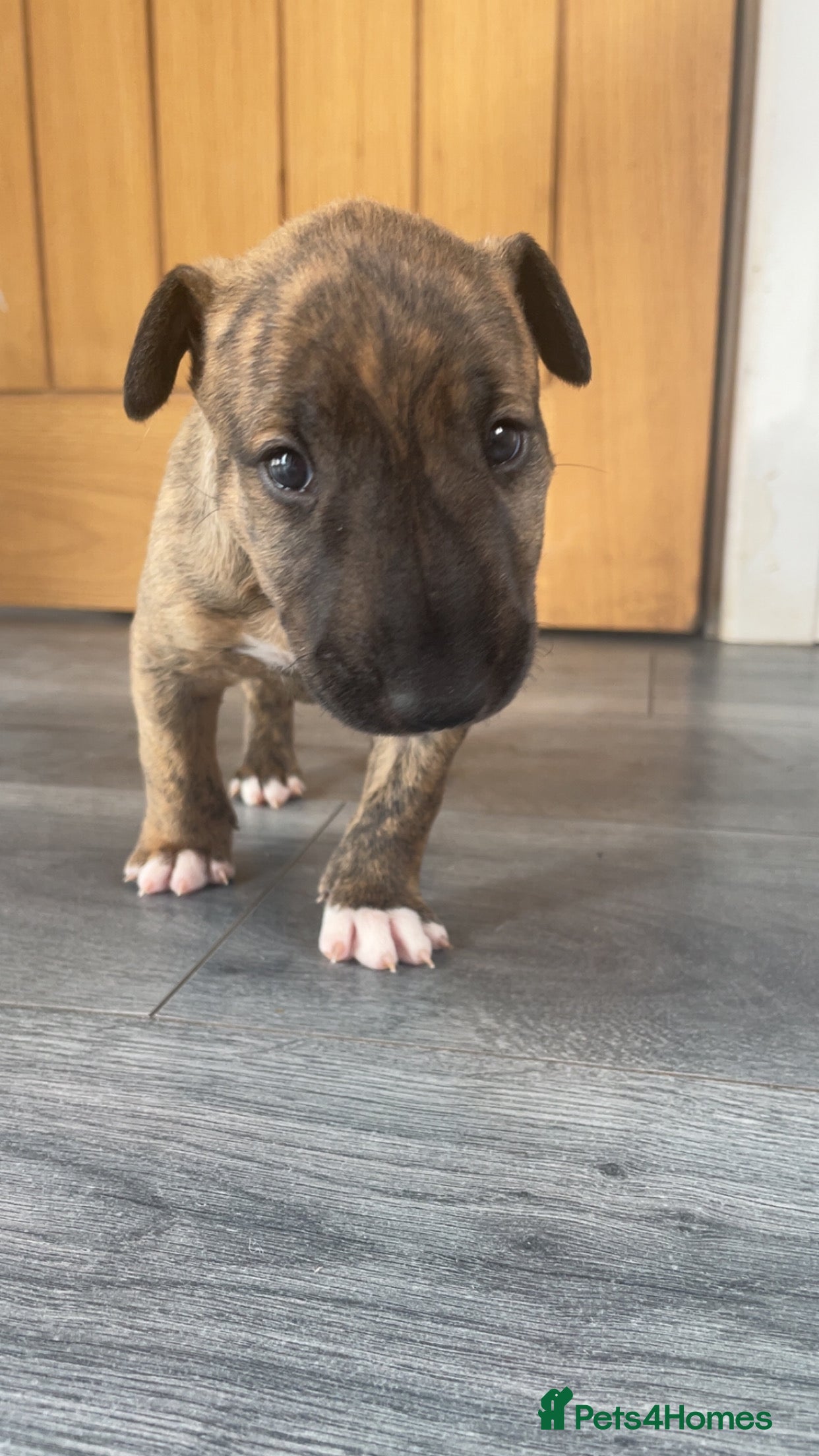 English Bull Terrier dogs for sale: *One Left* KC Reg English Bull Terrier Pups  - Advert 31