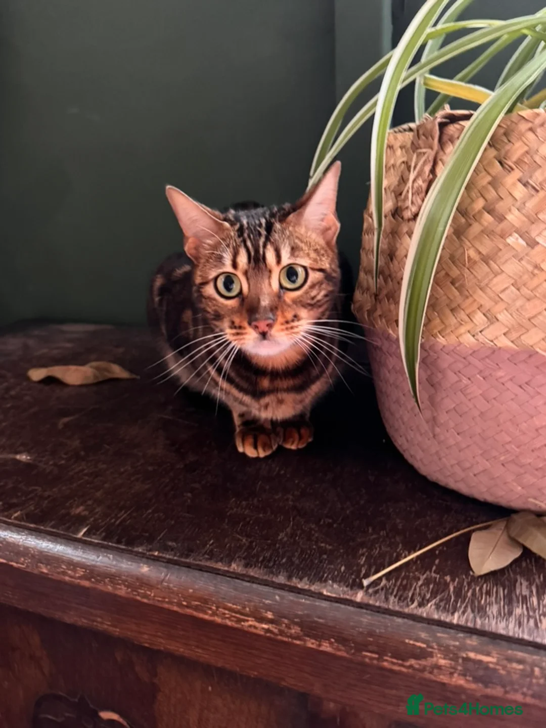 Bengal cats for sale: Beautiful Bengal Girl - Advert 1