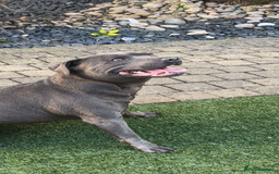 Staffordshire Bull Terrier dogs for sale: Beautiful blue staffy pups excellent pedigree  - Image 22