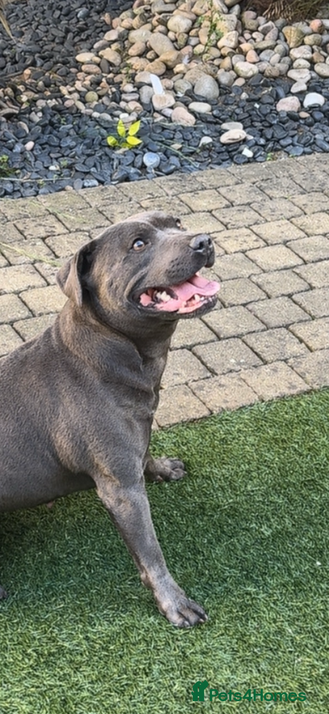 Staffordshire Bull Terrier dogs for sale: Beautiful blue staffy pups excellent pedigree  - Image 22