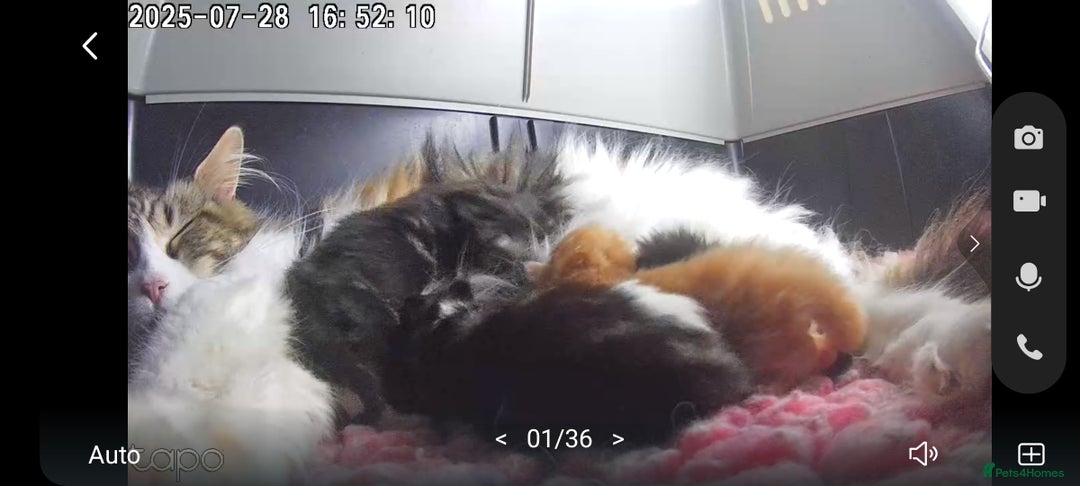 Maine Coon cats for sale: Full pedigree Maine coon  - Image 14