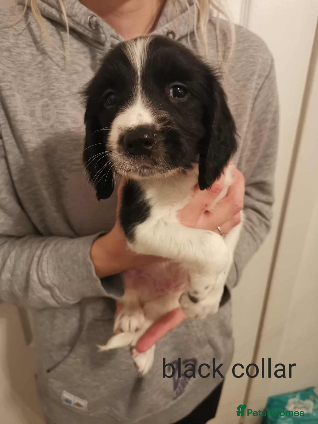 English Springer Spaniel dogs for sale: 🐶 Chunky Springer Spaniel Puppies 🏡 - Advert 5