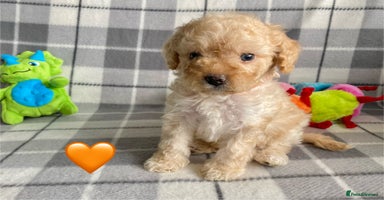 Cavapoo dogs - Advert 5