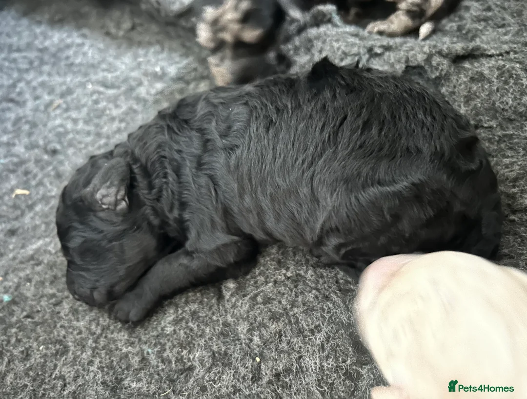 Goldendoodle dogs for sale: Stunning Goldendoodle Pups - Advert 11