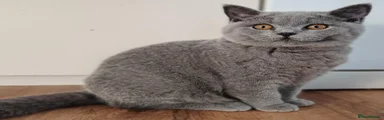 British Shorthair 4