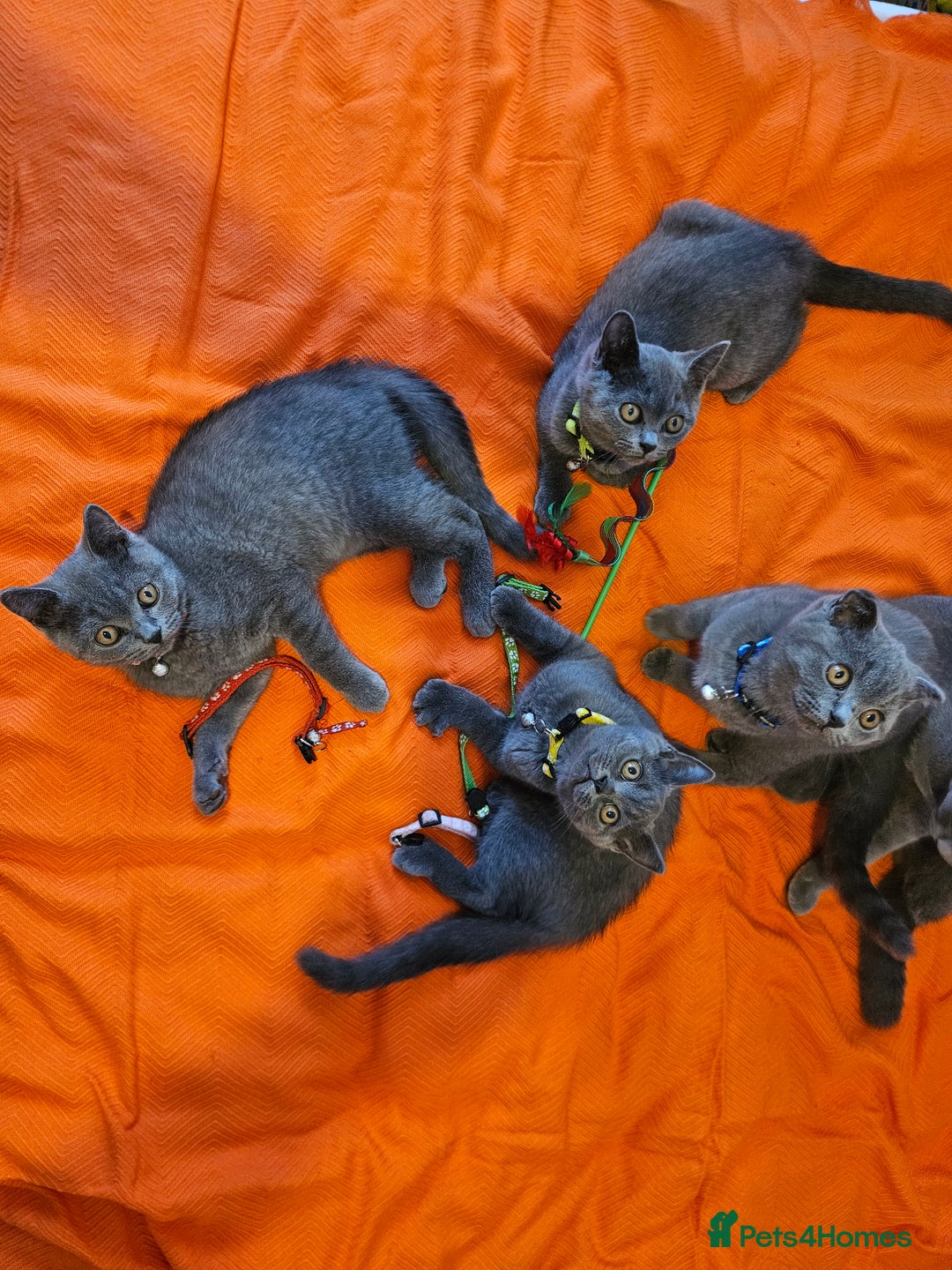 British Shorthair cats for sale: British Shorthair  - Image 12