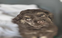 American Cocker Spaniel dogs for sale: American cocker puppies new family. - Image 8