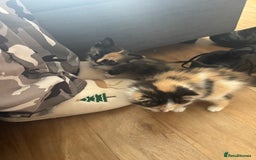 Domestic Shorthair cats for sale: 7 kittens ready to go 21 September  - Image 4