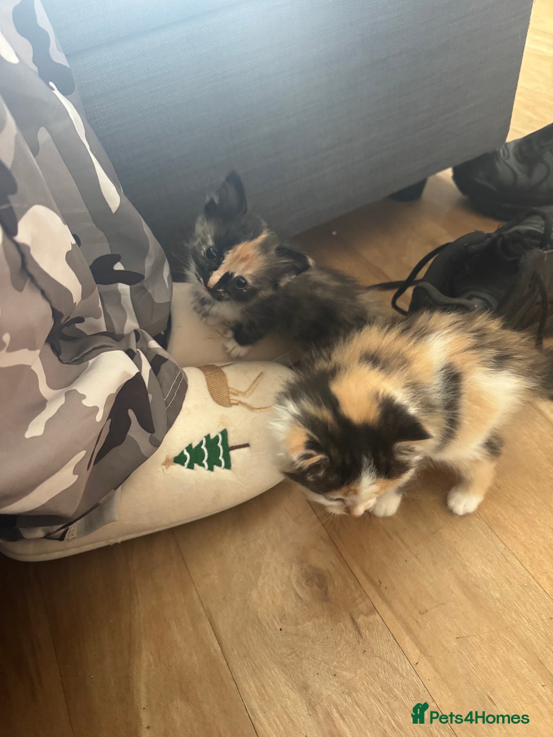 Domestic Shorthair cats for sale: 7 kittens ready to go 21 September  - Image 4