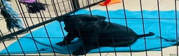Staffordshire Bull Terrier dogs for sale: 🐾 KC Reg 4 x Stunning Staffy Puppies 🩷🩷🩷💙 - Advert 8