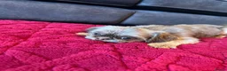 Shih Tzu dogs for sale: 10 month old imperial boy - Advert 6