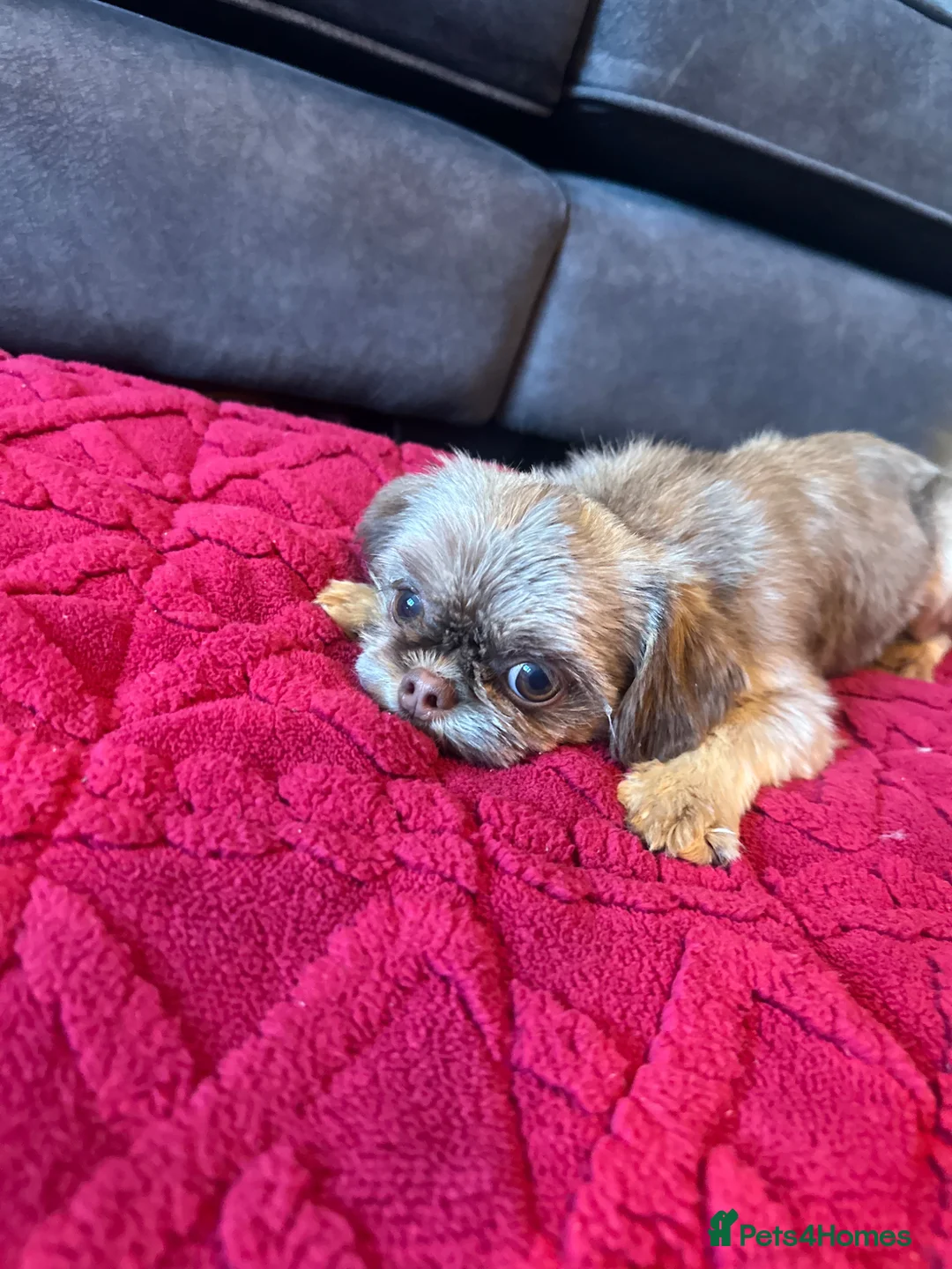 Shih Tzu dogs for sale: 10 month old imperial boy - Advert 6